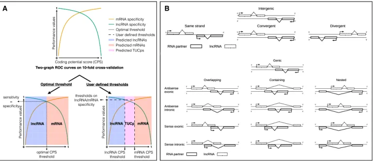 Figure 1. FEELnc codpot and FEELnc classifier description. (A) Two graph ROC curves for automatic detection of optimized CPS threshold and user speci- speci-ficity threshold, the latter defining two conservative sets of lncRNAs and mRNAs and a class of tra