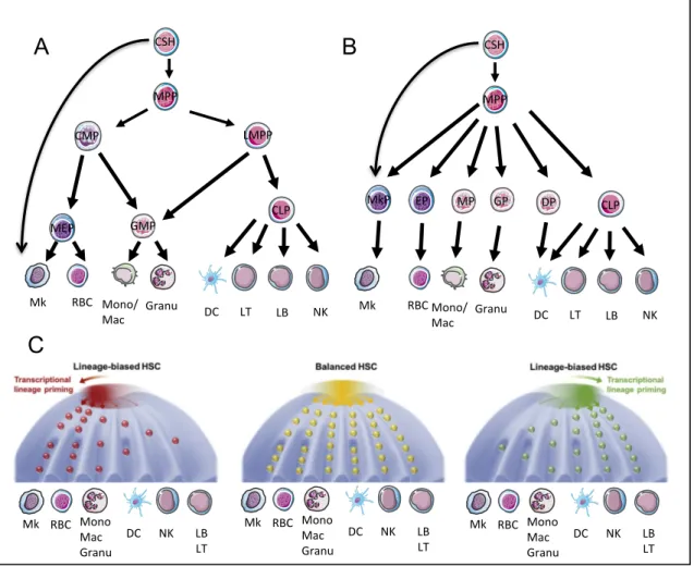 Figure  2.  Les  différents  modèles  d’engagement  cellulaire  des  CSH.  (A)  Modèle  classique  de  hiérarchie hématopoïétique