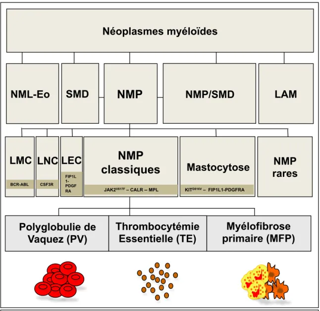 Figure 4. Classification des néoplasmes myéloïdes selon l’Organisation Mondiale de la Santé  et principales mutations associées 