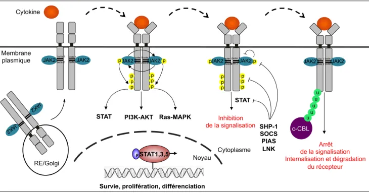 Figure 10. La signalisation induite par JAK2.  JAK2 se fixe au récepteur cytokinique dans le réticulum endoplasmique dans le but de l’adresser à  la  membrane