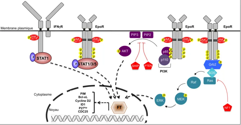 Figure 12. JAK2 V617F  et l’induction de voies de signalisation aberrantes.  La protéine JAK2 V617F  se fixe à plusieurs récepteurs cytokiniques  tels  que  celui  de  l’érythropoïétine  (EpoR)  et  de  l’interféron  gamma  (IFN γ R)  et  le  complexe  réc