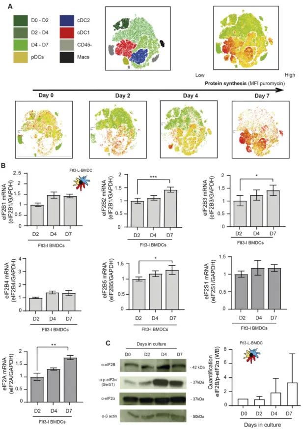 Figure 2. Protein synthesis is increased during in BMDCs differentiation.