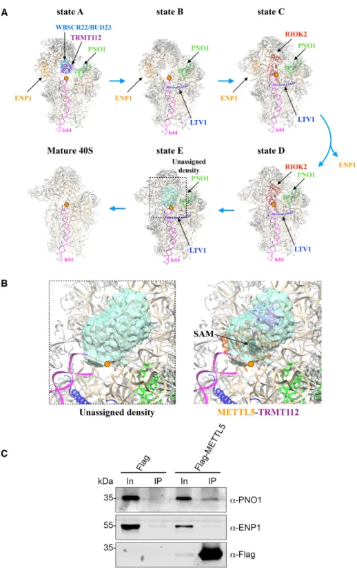 Figure 5. Tentative positioning of the METTL5–TRMT112 complex within the maturing ribosomal small subunit