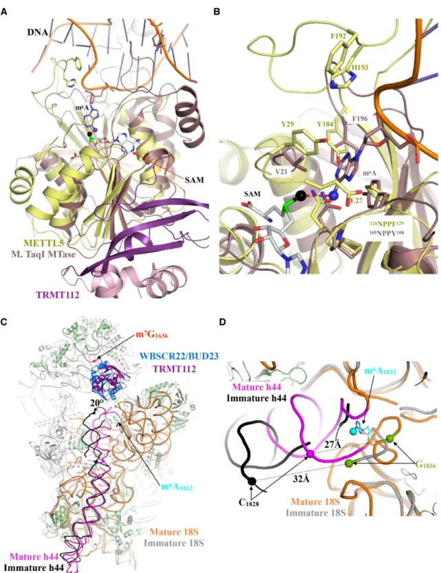 Figure 3. Comparison of the active sites of METTL5–TRMT112 and of an N6-adenosine DNA methyltransferase from Thermus aquaticus, and structure of the m 6 A-methylated area in pre-40S and mature 40S subunits