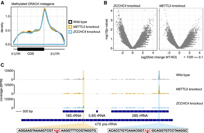 Figure 4. Transcriptome-wide mapping of m 6 A by miCLIP reveals that METTL5 and ZCCHC4 are exclusively ribosomal RNA writers