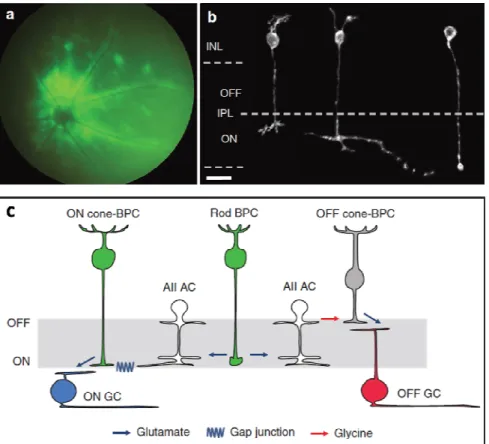 Figure 1. (A)  Fundus image of a  rd1 mouse retina expressing ChR2(H134R)-GFP under the  control  of  a  ON-bipolar  specific  promotor