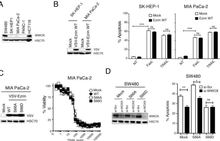 Fig 5. Ezrin-mediated TRAIL inhibition involves WWOX. (A) WWOX expression levels in indicated cell lines were analyzed by immunoblot