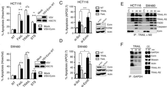 Fig 1. Ezrin inhibits TRAIL-induced apoptosis downstream of the DISC. (A) HCT116 or (B) SW480 cells, expressing or not VSV-ezrin were treated for 6 hours with Fas ligand (100 ng/ml) or His-TRAIL (500 ng/ml) or 16 hours with 1 μ M staurosporin (STS)