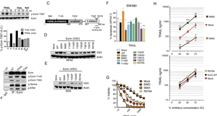 Fig 2. Ezrin phosphorylation on serine 66 differentially affects its ability to inhibit TRAIL-induced apoptosis