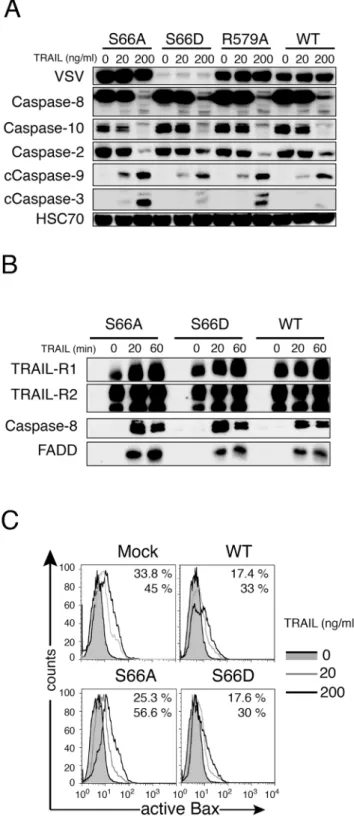 Fig 3. Ezrin inhibits TRAIL-induced cell death at the mitochondria level. (A) Immunoblot analysis of caspase activation, in SW480 cells expressing either ezrin S66A, S66D, R579A or WT, 16 or 6 hours after His-TRAIL (20 or 200 ng/ml) stimulation, respective