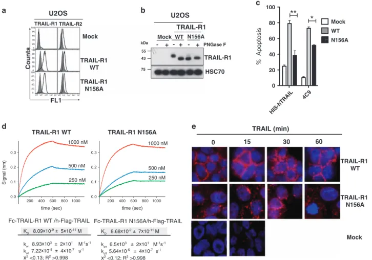 Figure 2 Mutation of the unique TRAIL-R1 N-glycosylation site inhibits TRAIL-induced cell death