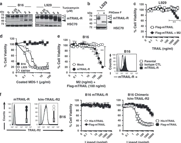 Figure 4 mTRAIL-R is N-glycosylated and requires enforced receptor aggregation to trigger apoptosis