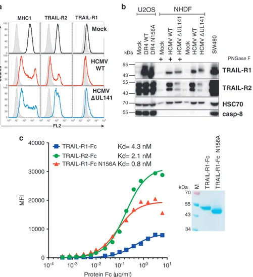 Figure 6 HCMV infection alters TRAIL-R1 electrophoretic mobility and restricts its cell-surface expression