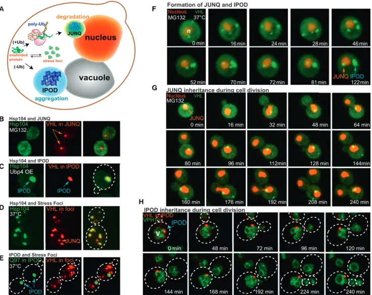 Figure 1. Aggregating Proteins are Partitioned to JUNQ and IPOD Inclusions, which are Asymmetrically Inherited During Budding (A) Model: following misfolding or heat stress, aggregating proteins localize to proteostatic stress foci