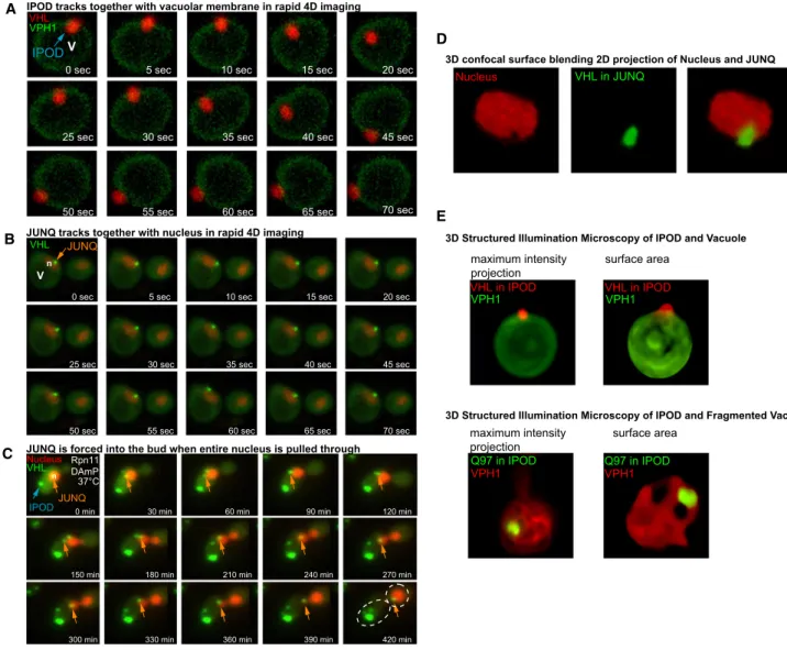 Figure 3. The Movement of Inclusions in the Cell is Determined by Their Confinement to the Surface of Organelles