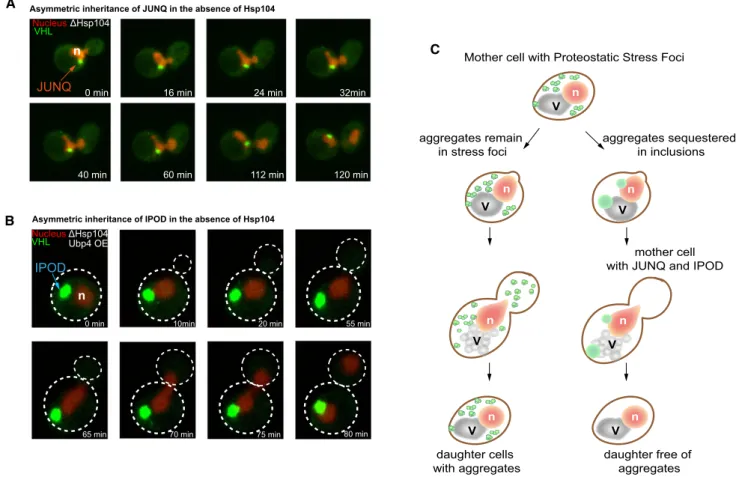 Figure 4. In the Absence of Hsp104, Delivery or Aggregates to JUNQ or IPOD is Sufficient for Their Asymmetric Retention in the Mother Cell (A) VHL (green) localizes to the JUNQ, in the absence of heat shock and Hsp104