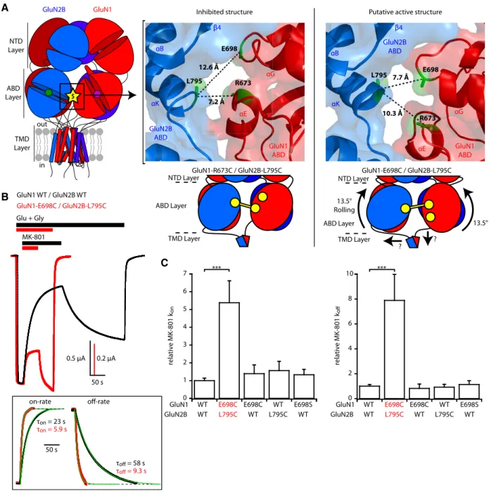 Figure 2 . Rolling between the two constitutive ABD dimers boosts receptor activity.