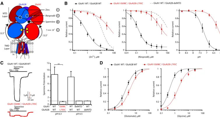 Figure 3. Super-active receptors are insensitive to NTD-mediated allosteric modulation.