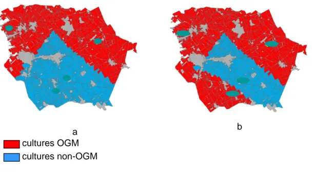 Figure 12 : répartition des cultures OGM et non OGM dans le cas de la stratégie spatiale