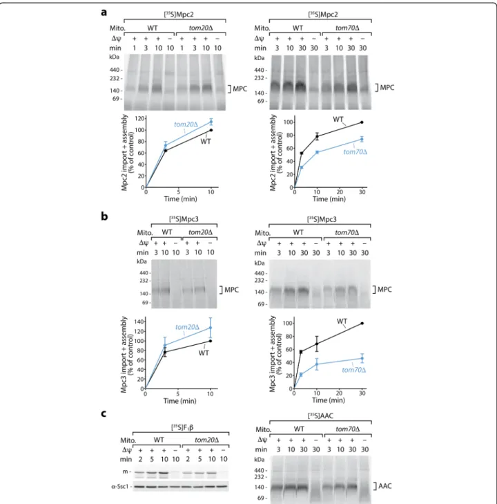 Fig. 2 Import of Mpc2 and Mpc3 precursors occurs via the receptor Tom70, not Tom20. Radiolabeled Mpc2 (a) and Mpc3 (b) were imported at 25 °C into mitochondria from wild-type (WT), tom20Δ , or tom70Δ yeast strains and analyzed as described in Fig