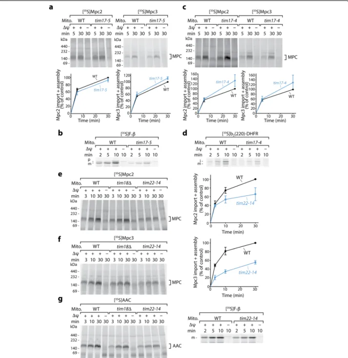 Fig. 3 Mpc2 and Mpc3 are imported by TIM22 and are independent of TIM23. a Wild-type (WT) and tim17-5 mitochondria, which display a specific defect in TIM23-mediated matrix import [46, 47], were heat-shocked for 10 min at 37 °C prior to import of radiolabe