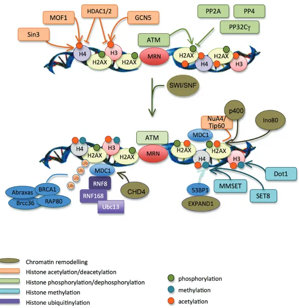 Figure 6. Chromatin remodelling in response to DSBs. H2AX (phosphoryltaion by ATM)  and histone H3 (acetylation by  GCN5) are modified at low levels on DSB flanking regions