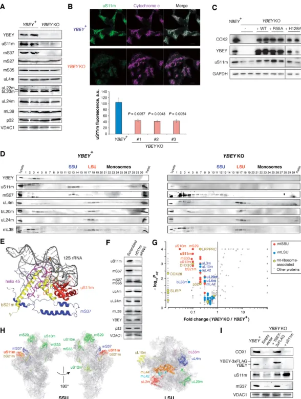 Figure 6. The YBEY loss results in uS11m-deficient mitoribosomes. (A) Western blot analysis of total protein from YBEY + and YBEY KO cells reveals the selective depletion of mitoribosomal proteins uS11m and mS37