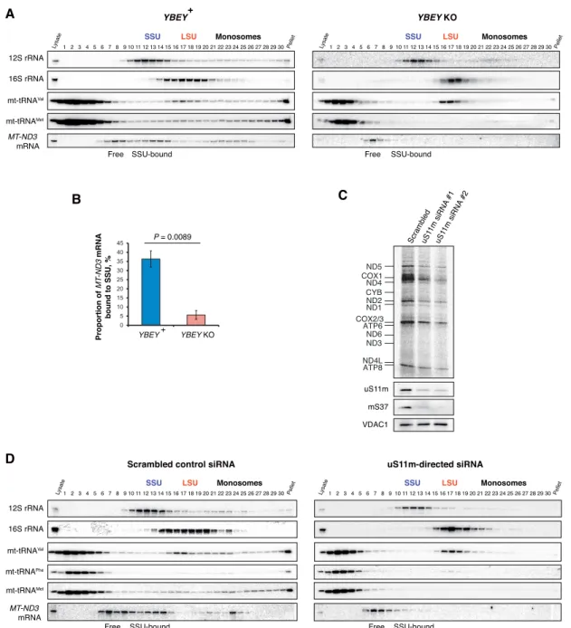 Figure 7. The knockdown of uS11m phenocopies the loss of YBEY. (A) High-resolution 10–40% glycerol gradient analysis of YBEY + and YBEY KO total cell lysates followed by northern blotting shows a decreased association of the MT-ND3 mRNA and mt-tRNA Met wit