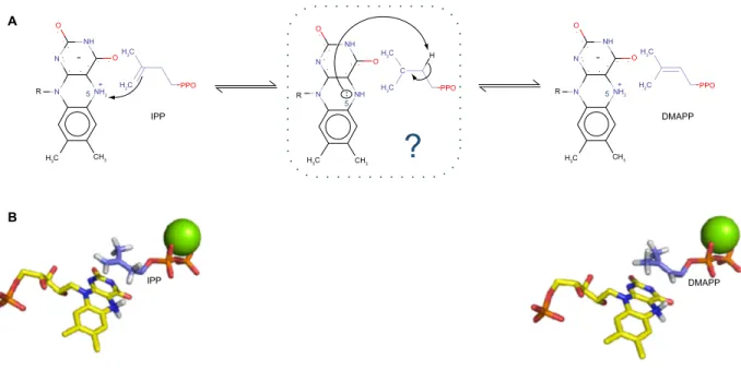 Figure 2 (A) Proposed mechanistic scheme of the enzymatic reaction. N 5  of the cofactor protonates the alkene moiety of iPP