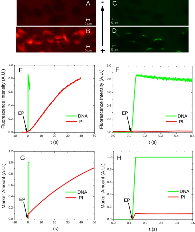 Figure 1: Results and theoretical predictions of uptake of PI and DNA by electropulsed cells