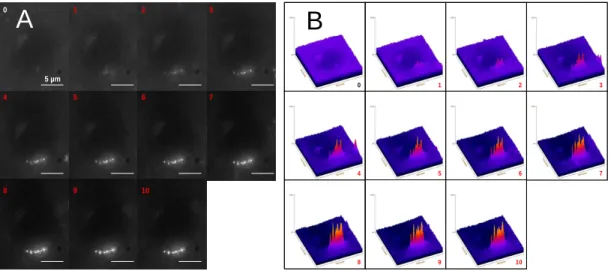 Figure 2: Evolution of DNA fluorescence at interaction sites as a function of the number of elec- elec-tropulses