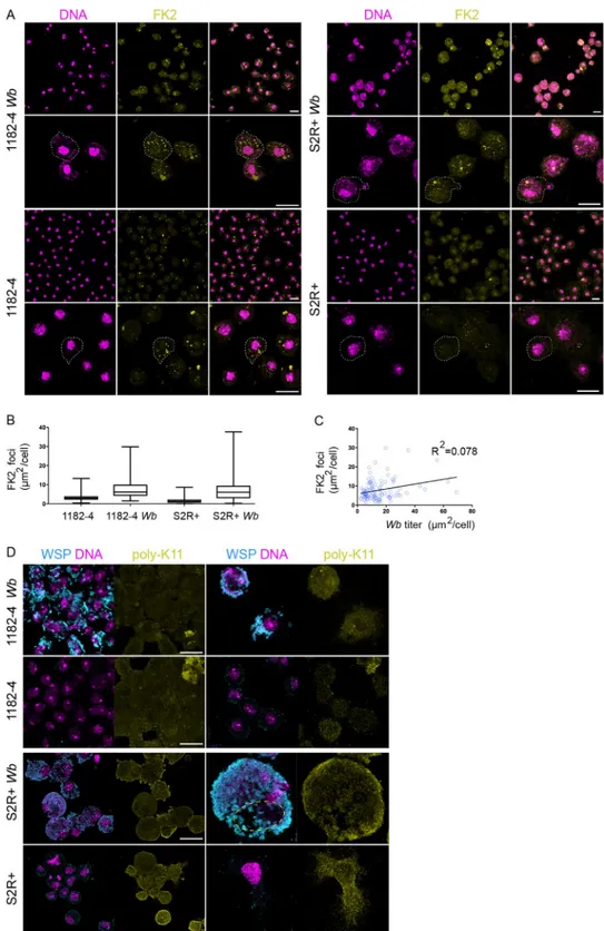 Fig 5. Polyubiquitin linkages associated with ERAD and proteosomal degradation are not increased in presence of Wolbachia