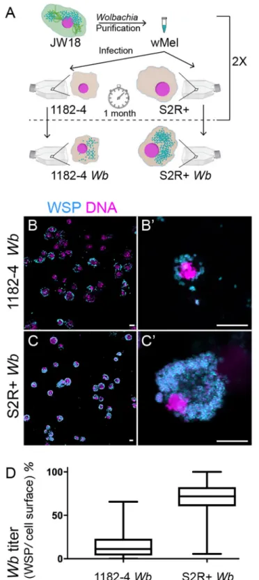 Fig 1. Influence of the genetic background of Drosophila cell lines on Wolbachia wMel titers