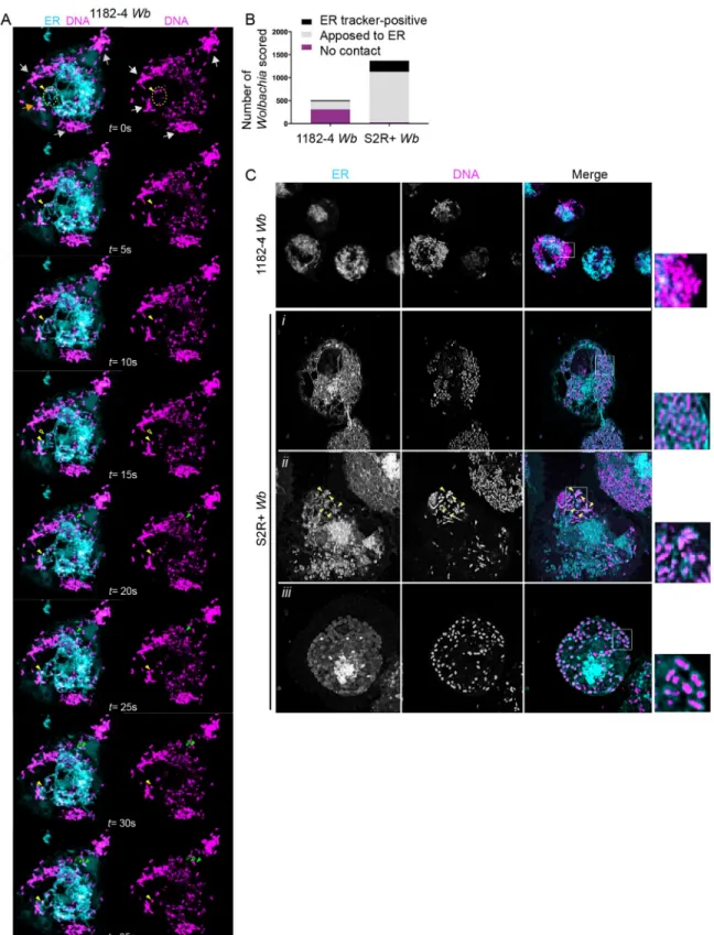 Fig 3. Wolbachia physically interact with the endoplasmic reticulum. (A) Time-lapse acquisitions at a surface focal plane in a 1182–4 Wb cell stained with the DNA dye SYTO 11 -magenta- to highlight Wb, and an ER tracker -cyan-