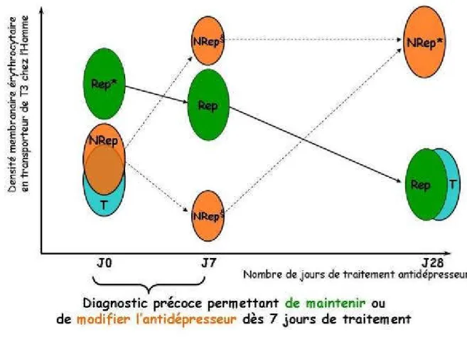 Figure 4 : Diagramme résumant les principaux résultats obtenus au cours de la 1 ère  partie  de  mon  doctorat  concernant  l'étude  du  transport  membranaire  érythrocytaire  de  la  triiodothyronine chez des patients souffrant de troubles dépressifs maj