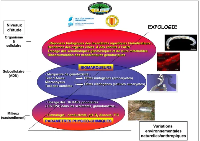 Figure  12  :  Niveaux  d'études  de  la  démarche  expérimentale  interdisciplinaire  proposée  dans  la  problématique de l'expologie 