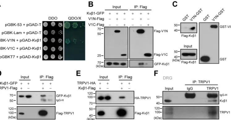 Figure 1. Kv b 1 physically interacts with TRPV1 channel. A, yeast two-hybrid results showing the interaction between Kv b 1 and the TRPV1 N terminus (V1N) rather than the C terminus (V1C)