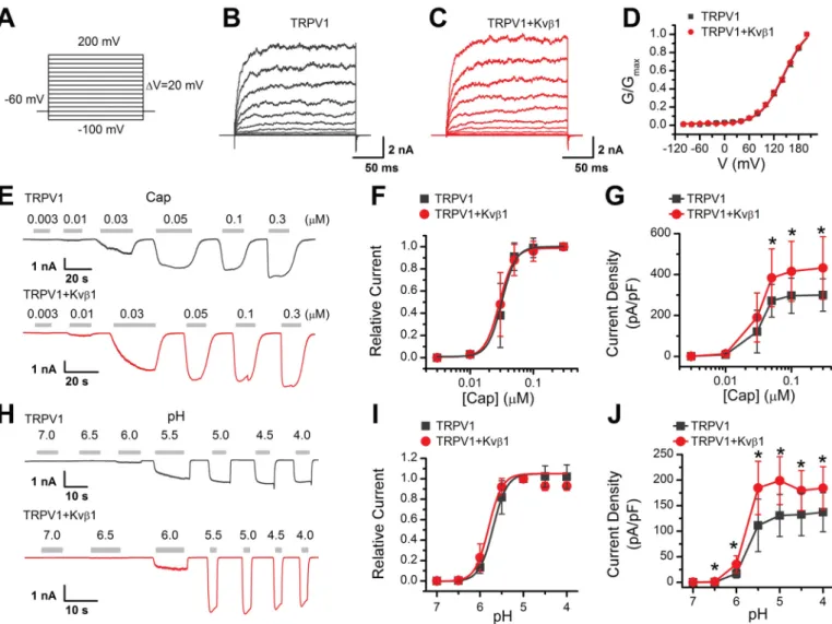 Figure 2. Kv b 1 enhances TRPV1 activity. A, voltage protocol with 200-ms test pulses ranging from 2 100 to 1 200 mV in 20-mV increments from holding potential of 2 60 mV