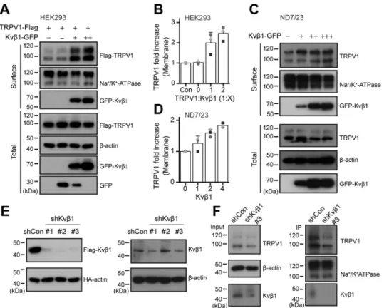 Figure 3. Kv b 1 sustains the surface expression of TRPV1. A, increased surface expression of TRPV1 by Kv b 1