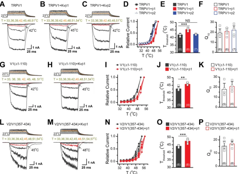 Figure 6. Kv b 1 modulates temperature threshold for TRPV1 activation by interacting with MPD of TRPV1