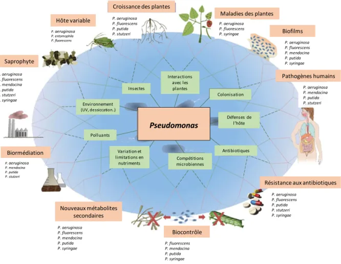 Figure 6 : Diversité des niches écologiques et fonctions chez les bactéries du genre Pseudomonas               (Silby et al, 2011, modifié)