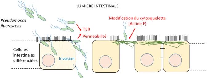 Figure 9 : Invasion et translocation de  Pseudomonas fluorescens dans l’intestin. Effet sur la  résistance transépithéliale et le cytosquelette d’actine F (schéma simplifié)  