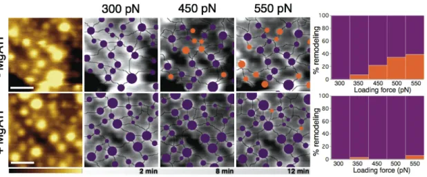 Figure  4.  Effect  of  the  loading  force  and  ATP  on  the  topographic  remodeling  of  the  RBC  extracellular membrane