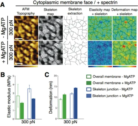 Figure 5. Effect of MgATP on the topography and mechanics of the cytoplasmic face of RBC  membrane