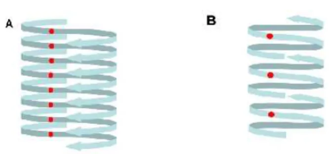 Figure 12: A representative schematic of the in-register par- par-allel β-sheet structure (A) and -helical structure (B)