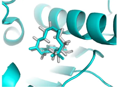 Figure 11. Mode de fixation du radicicol, un inhibiteur sur la kinase HSP90. Le résultats de docking est représenté en blanc, la structure par cristallographie aux rayons X en bleu.