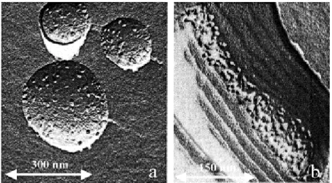 Figure 1. Images de microscopie électronique des vésicules de DMPC contenant des centres réactionnels (CR) de Rb