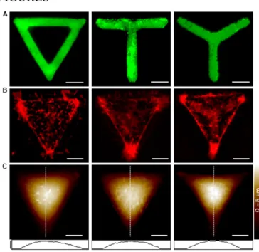 Figure 1.  Example of individual  RPE1 cells plated on ∇ -, T-, Y-shaped Y fibronectin  micropatterns (left to right)