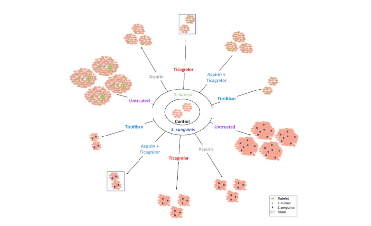 FIGURE 6 | Interpretative scheme. Summarized results show here the effects of bacteria with or without antiplatelet drugs on platelets aggregation