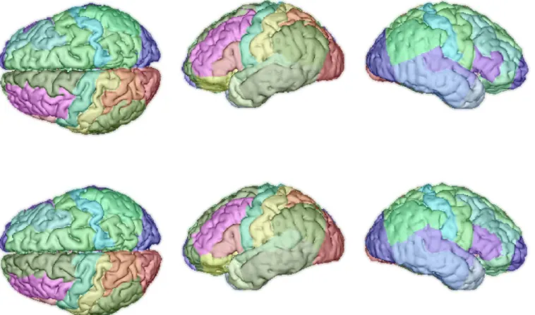 Illustration de parcellisation du cortex (1 re  ligne: vérité terrain, 2 e  ligne: résultat obtenu par propagation de labels)